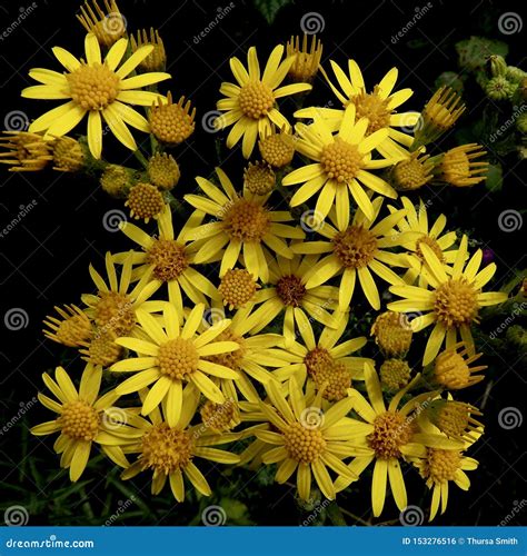 Ragwort Wild Flowers England Stock Photo Image Of Petals