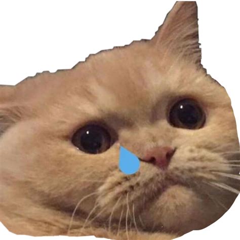 Crying Cat Meme Background Png Image Png Play