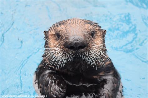 Donate Alaska Sealife Center