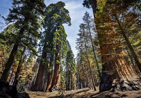 Congress Plans To Save Californias Giant Sequoias From Wildfires