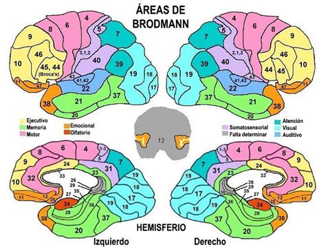 Áreas Sensoriales De La Corteza Cerebral O Somatosensorial