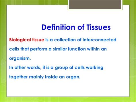Define Tissue Anatomy