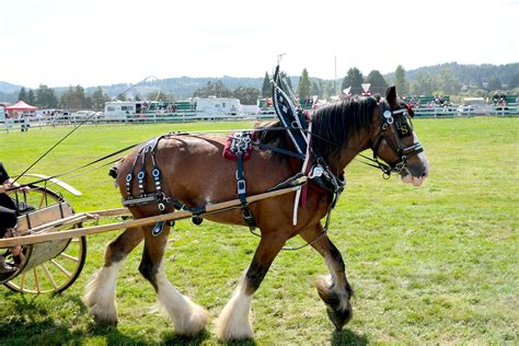 Artstation Clydesdale Horses With Cart Full Harness 110 Photos