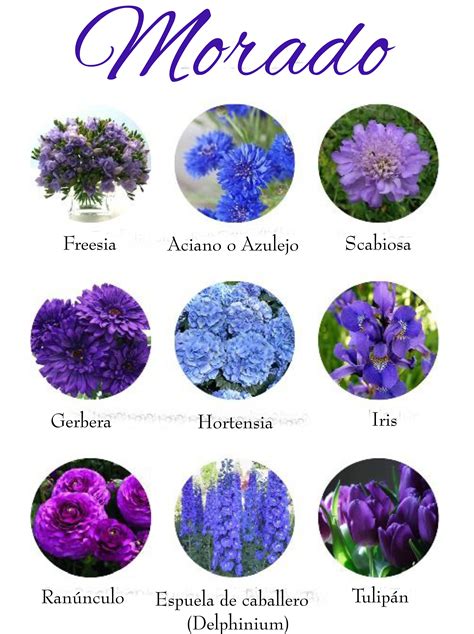Tipos De Flores Moradas Y Sus Nombres