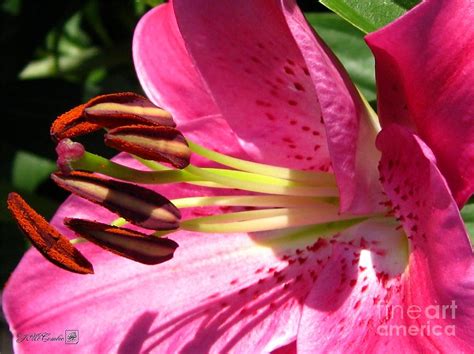 Dwarf Oriental Lily Named Farolito Photograph By J Mccombie Fine Art