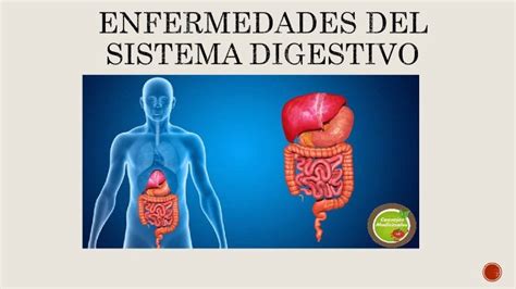 Enfermedades Del Sistema Digestivo Por Patricia Lalangui