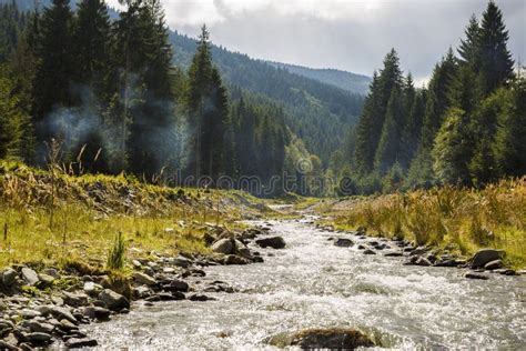 River That Flows Through A Pine Forest Stock Photo Image Of Foliage