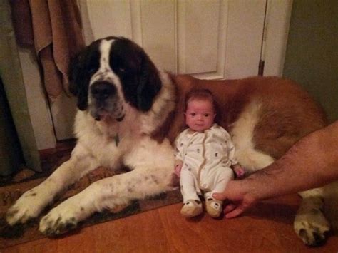 22 Little Kids And Their Big Dogs