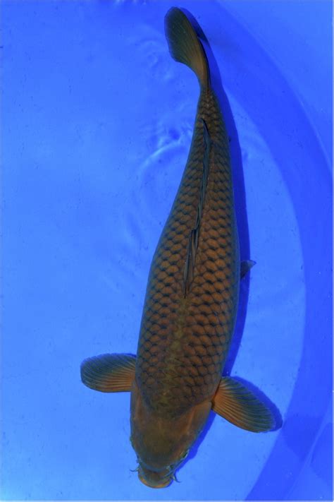 Chagoi Koi kaufen