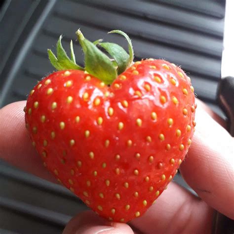 This Heart Shaped Strawberry Rmildlyinteresting