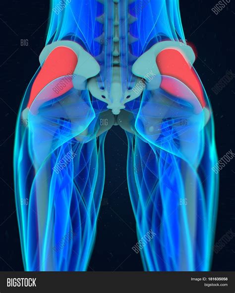 Diarthrodial joint with its inherent stability dictated primarily by its osseous components/articulations. Gluteus Medius. Female Anatomy Hip Image & Photo | Bigstock