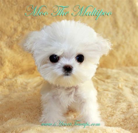 Micro Teacup Maltipoo Pocket Micro Teacup Puppy For Sale
