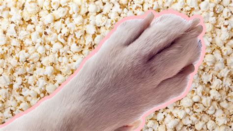 But how do we end up sharing in that aroma? Why Do Your Dog's Feet Smell Like Popcorn? | Mental Floss