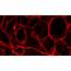 Could Blood Vessels Protect From Obesity  ELife Science Digests