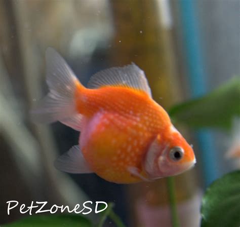 Goldfish For Sale Pearlscale Goldfish