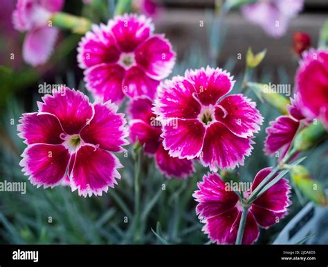 Dianthus Flutterburst Hi Res Stock Photography And Images Alamy