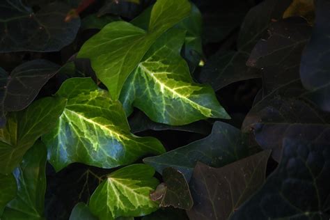 Veined Green Ivy Leaves Free Stock Photo Public Domain Pictures