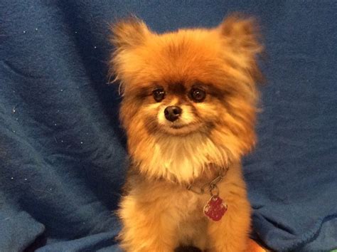 Pomeranian Dog For Adoption In Pomona Ca Adn 527281 On Puppyfinder