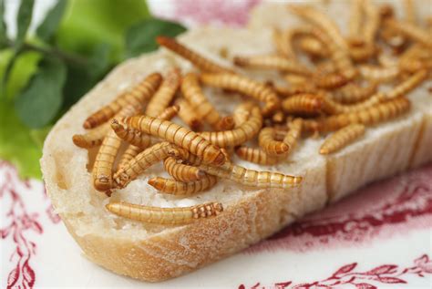 Les Insectes à La Conquête De Votre Assiette