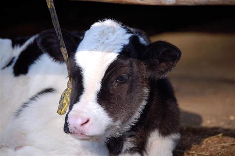 乳 可愛い牛の赤ちゃんが生まれてました。健全なサイト運営にふさわしい癒し系動物無料壁紙まとめ ハルkara量産型お尻akbテポドン夢日記
