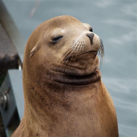 This Sea Lion Is My Spirit Animal Funny