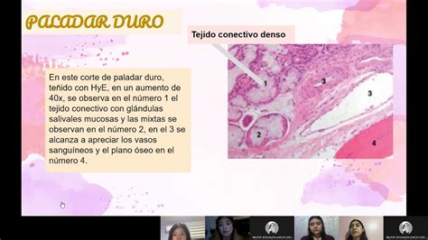 Pia HistologÍa Órgano Paladar Duro Y Blando Youtube