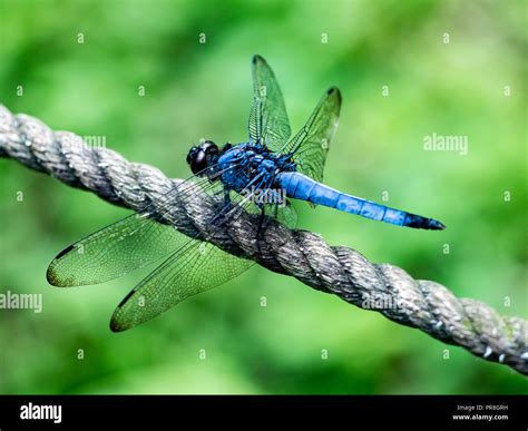 A Japanese Blue Dragonfly Rests On A Rope Fence Along A Shallow Wetland