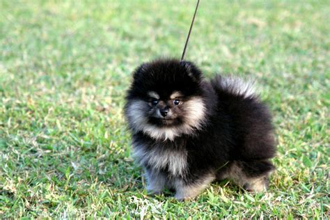 Pomeranian Black Mini Pets Lovers