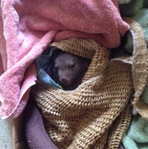 Flinders Island Seeks Chief Wombat Cuddler Australian Geographic