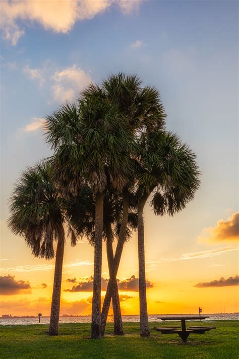 Tampa Palm Trees Matthew Paulson Photography