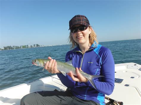 Fly Fishing For Ladyfish An Underrated Species Sarasota Fly