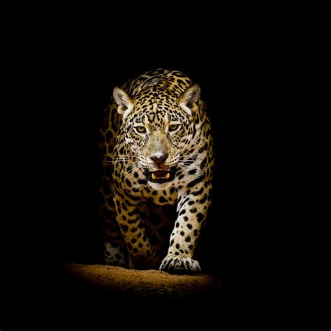 Leopard 4k Black Background Hd Animals 4k Wallpapers Images