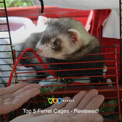Midwest Homes For Pets Nation Ferret Cage Pet Ferret Cute Ferrets