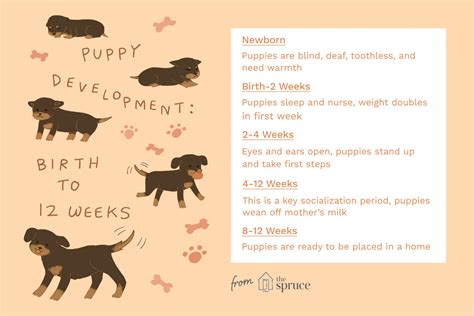 The final part of the routine is a potty break immediately. The Stages of Puppyhood Explained