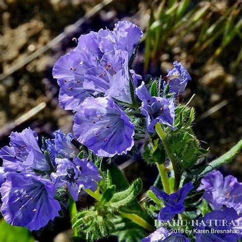Check spelling or type a new query. Tiny Siverleaf Phacelia (Phacelia hastate) shows off its ...