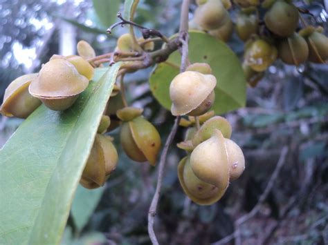 Davilla Flexuosa Ast Hil Plants Of The World Online Kew Science