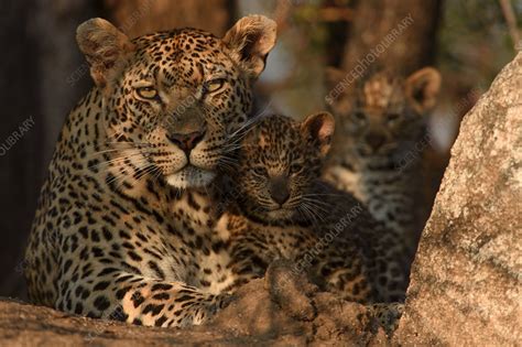 Leopard Mother With Cubs Stock Image F0232228 Science Photo Library