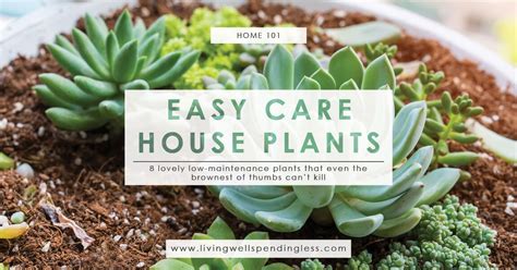 Low Maintenance Houseplants Easy Care House Plants