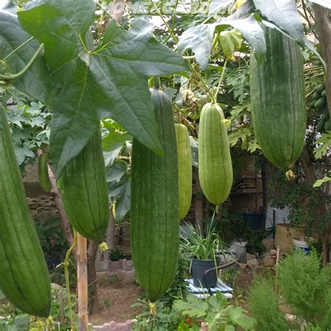 How To Grow Luffa Sponge | Organic vegetable garden, Sensory garden, Luffa