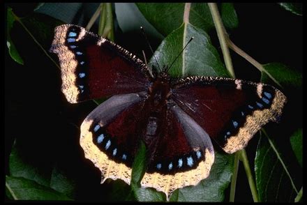 What's the next stage in the mourning cloak's life cycle? Mourning Cloak ~ Butterfly of The Earth
