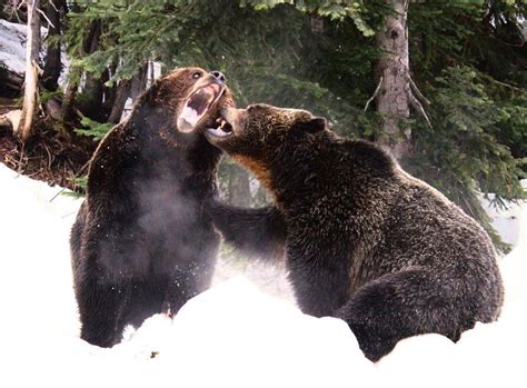 Bears Fighting 2 By Enphasemedia On Deviantart Bear Large Animals Fight