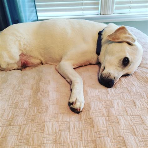 Osteosarcomas are painful and aggressive bone cancers that spread quickly around the body. Every Extra Day is a Gift | Dog Living
