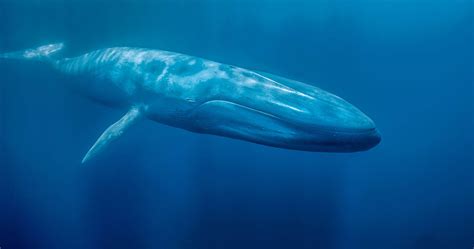 Beautiful Whales Desktop Wallpapers Top Free Beautiful Whales Desktop