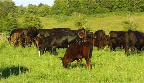 Cattle Ranches For Sale Livestock Info