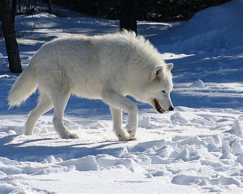 White Wolf Wolves Spur Rebirth Of Yellowstone Ecosystems Video