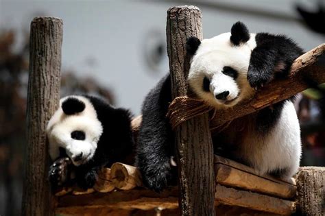Giant Pandas No Longer Endangered In China Experts Announce Daily
