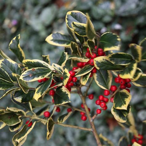 Buy Holly Female Ilex × Altaclerensis Golden King £1999 Delivery By