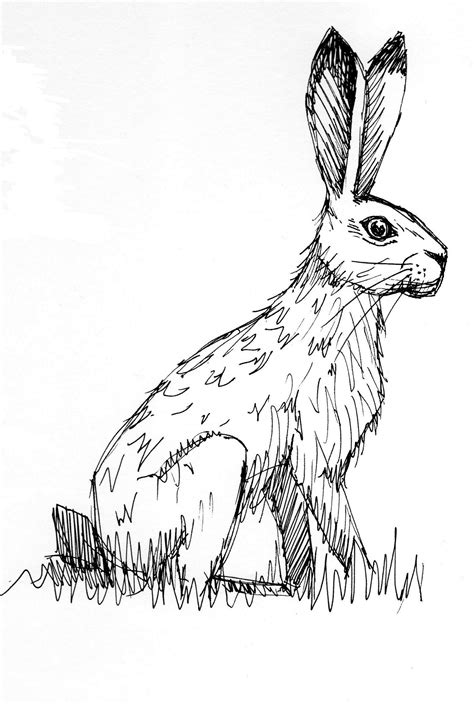 Hare Illustration Hare Drawing Drawing Sketches Drawings Hare