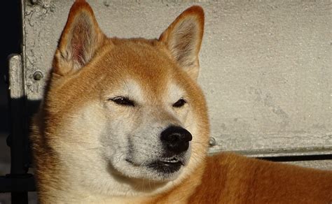 Angry Doge Meme Generator