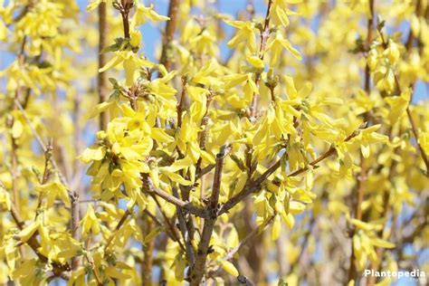 Forsythia Tree - How to Plant and Care for Forsythia Bushes in 2020 | Forsythia bush, Forsythia ...
